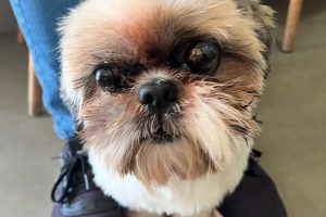 wilson-veterinario (2)