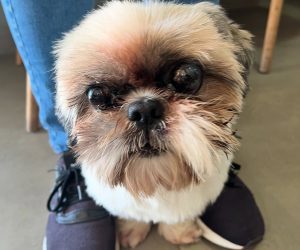 wilson-veterinario (2)