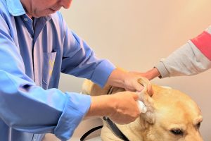 wilson-veterinario (3)