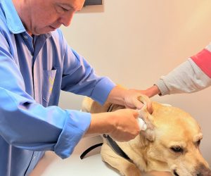 wilson-veterinario (3)