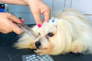 wilson-veterinario (4)