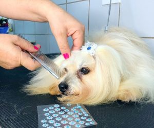 wilson-veterinario (4)